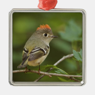 Ornement Métallique Kinglet couronné de rubis masculin, Regulus calend