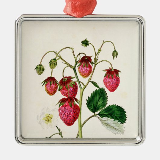 Ornement Métallique La fraise de Roseberry, gravée par Watte (Devant)