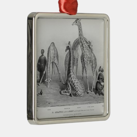 Ornement Métallique Les girafes avec les Arabes (Droite)