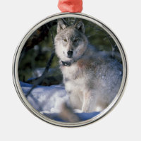 Loup de bois de construction nord-américain dans