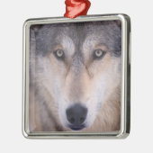 Ornement Métallique loup gris, Canis lupus, gros plan des yeux (Gauche)