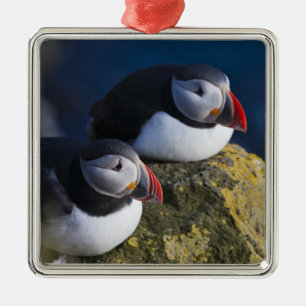 Ornement Métallique Macareux moine (Fratercula arctica) 7