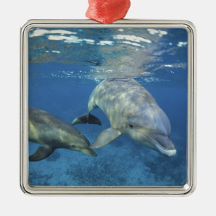 Ornement Métallique Mexique, Cozumel. Grand dauphin, Tursiops 5