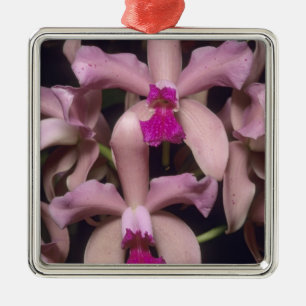 Ornement Métallique Orchidée (Cattleya amethystoglossa), est