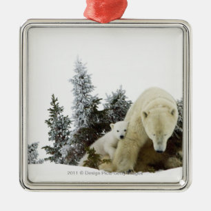 Ornement Métallique Ours blancs au parc national de Wapusk