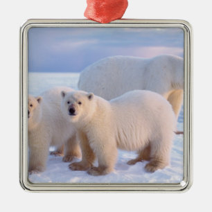 Ornement Métallique Ours polaire femelle avec des oursons sur la glace