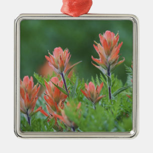 Ornement Métallique Pinceau indien, Castilleja miniata, Ouray,