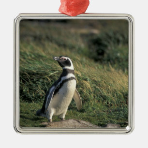 Ornement Métallique Pingouin magellanique (Spheniscus magellanicus),