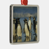 Ornement Métallique Pingouins magellaniques, Spheniscus (Droite)