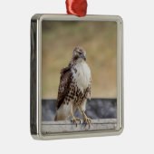 Ornement Métallique Portrait d'un Hawk à queue rouge immature (Droite)
