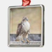 Ornement Métallique Portrait d'un Hawk à queue rouge immature (Gauche)