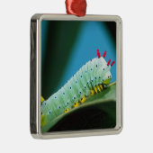 Ornement Métallique Prometheus Moth Caterpillar, Callosamia (Droite)