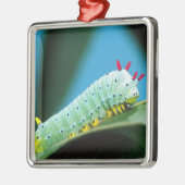 Ornement Métallique Prometheus Moth Caterpillar, Callosamia (Gauche)