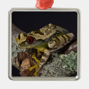 Ornement Métallique Rainette aux yeux rouges d'Afrique, Leptopelis