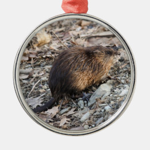Ornement Métallique Rat musqué