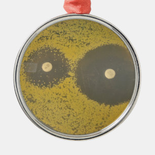 Ornement Métallique Susceptibilité antibiotique bactérienne