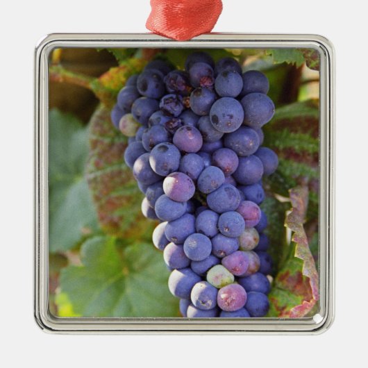 Ornement Métallique Un groupe de raisins Pinot Noir dans un Chambertin (Devant)