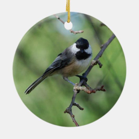 ornement Noir-couvert de Chickadee (Dos)