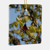 Ornement Oriole Baltimore (Droite)