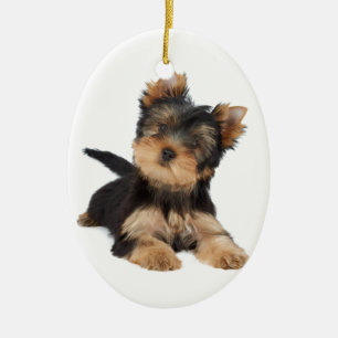 Ornement Ovale En Céramique Chiot mignon de yorkie