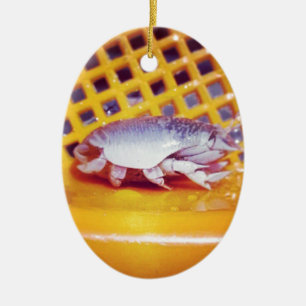 Ornement Ovale En Céramique Crabes de sable (Photographie)