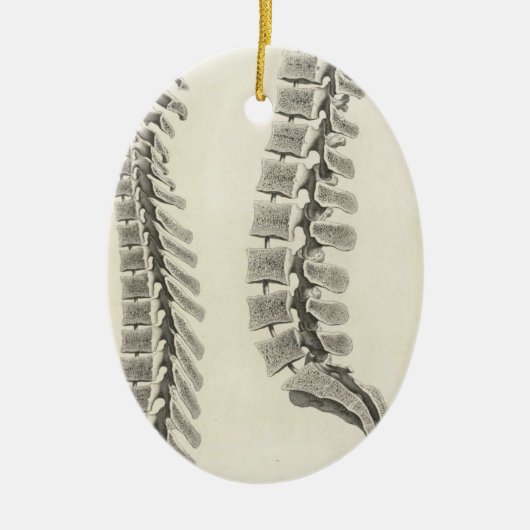 Ornement Ovale En Céramique Dessin de vertèbres (Devant)