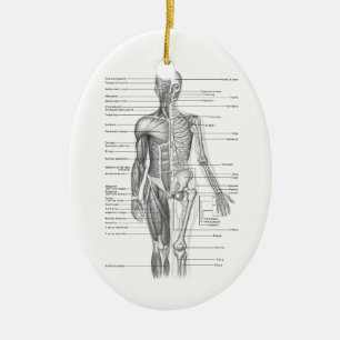Ornement Ovale En Céramique Diagramme humain d'anatomie