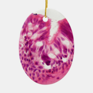 Ornement Ovale En Céramique Épithélium cilié sous le microscope