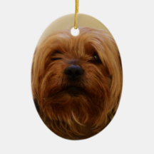 Jake le Yorkie Terrier