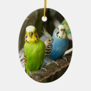 Ornement Ovale En Céramique Oiseau coloré de perruche