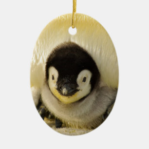 Ornement Ovale En Céramique Petit pingouin
