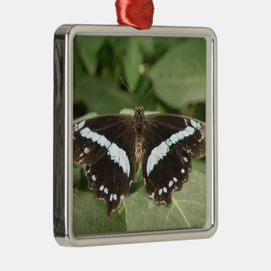 Ornement Papillon Tropical Noir et Blanc (Droite)