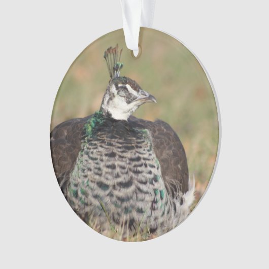 Ornement Peacock féminin (devant)