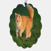 Ornement photo Cute Ginger Kitten (Gauche)