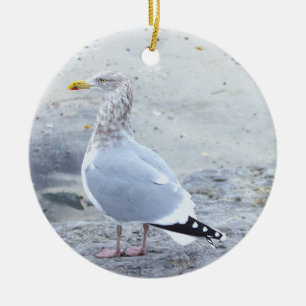 Ornement photo de mouette