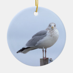 Ornement photo de mouette