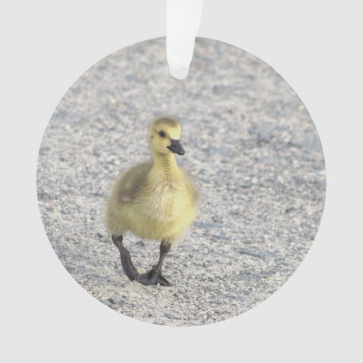Ornement photo Gosling (devant)