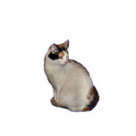 Ornement Photo Sculpture Calico Cat<br><div class="desc">Un ornement acrylique calico chat</div>