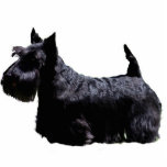 Ornement Photo Sculpture Écossais Terrier<br><div class="desc">Écossais Terrier</div>