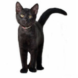 Ornement Photo Sculpture Kitten noir<br><div class="desc">Ce petit chaton noir fait un joli ornement acrylique</div>