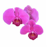 Ornement Photo Sculpture Orchidées roses<br><div class="desc">Les orchidées roses font un bel ornement 3D</div>
