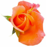 Ornement Photo Sculpture Ornement de sculpture Rose orange<br><div class="desc">Sympa,  audacieux et simple...  Peut être transformé en épingle,  aimant,  porte - clé ou ornement (sélectionnez une option).</div>