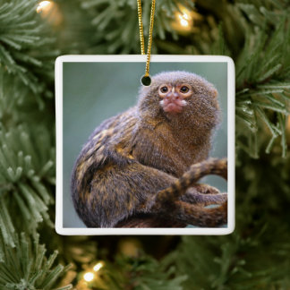 Ornement Pygmy Marmoset