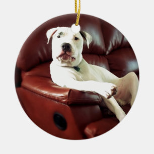 Ornement Rond En Céramique chien pitbull blanc drôle sur le canapé