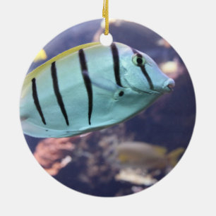 Ornement Rond En Céramique Condamner Tang Gitter-Doktorfisch