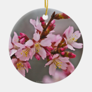 Ornement Rond En Céramique Fleurs de cerisier japonaises roses sur un ciel gr