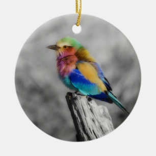 Ornement Rond En Céramique Oiseau d'arc-en-ciel