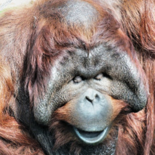 ORNEMENT ROND EN CÉRAMIQUE ORANGUTANS