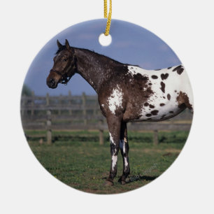 Ornement Rond En Céramique Position de cheval d'Appaloosa