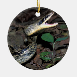 Ornement Rond En Céramique Serpent de rat de beauté